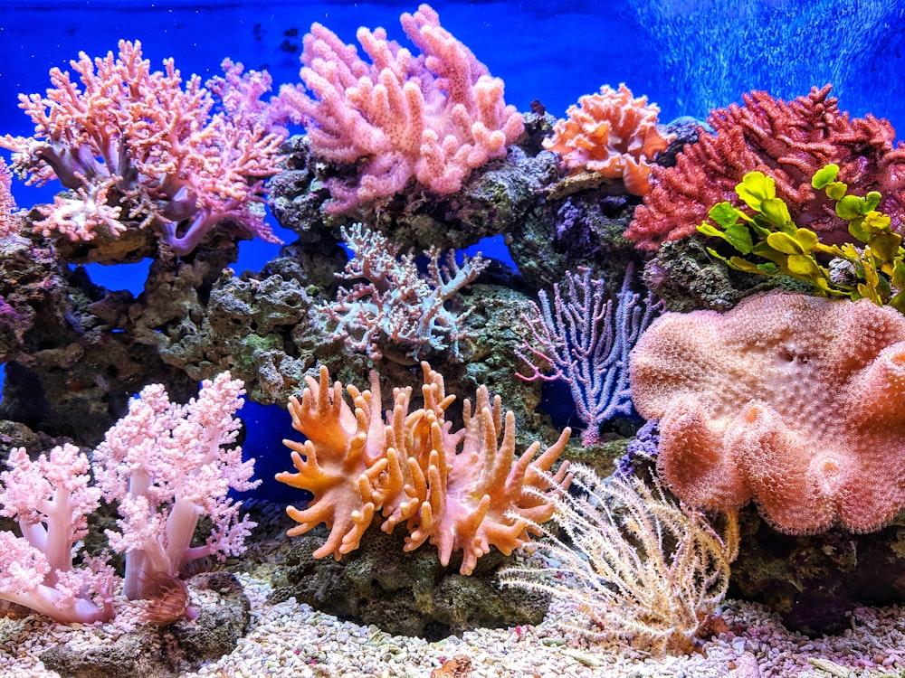 Maldivas buceo